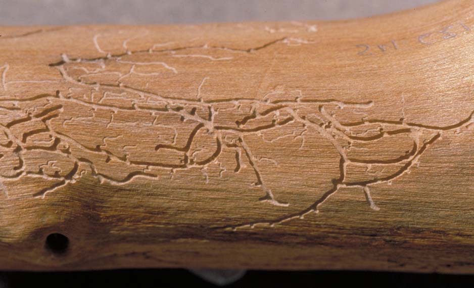 beetle galleries